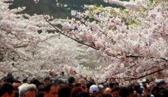 你見過空無一人的中山公園櫻花大道嗎？美！